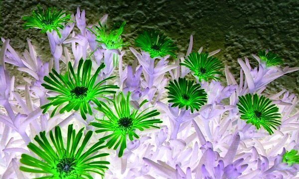 写真・マツバギク.jpg