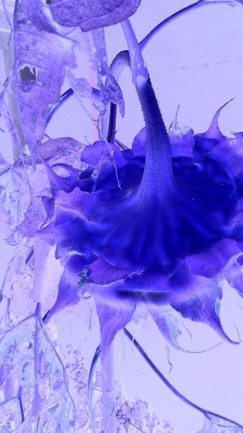 写真・十一月の向日葵.JPG