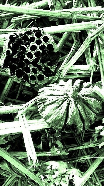 写真・枯れた蓮.JPG